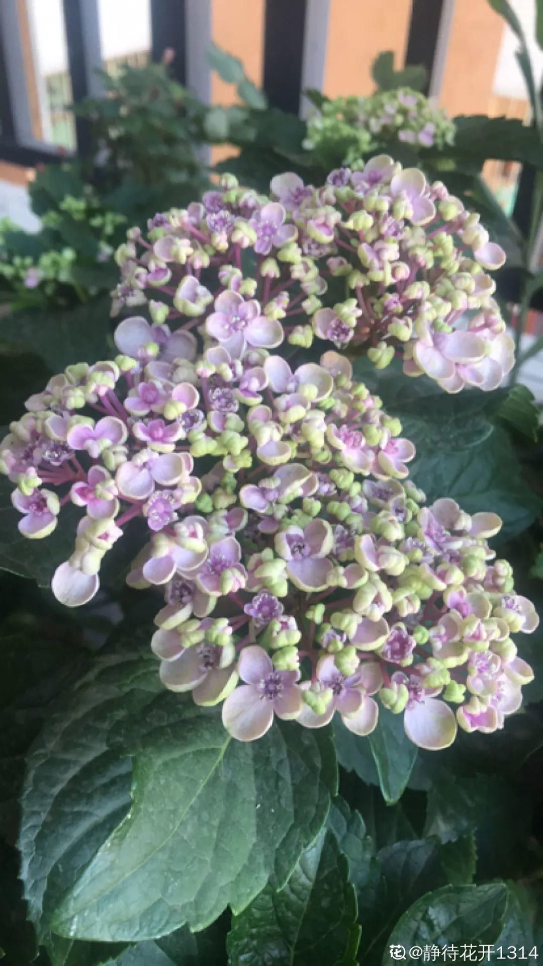 花手鞠|夏天扦插最好活，剪个枝条插土里，10天就生根