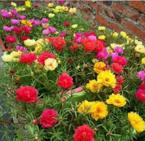 花期|4种花看一眼就难忘,楚楚动人,花期超长,给你一片花海!