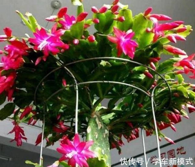 仙人掌嫁接蟹爪兰,先长“壮汉身”,再长蟹爪兰,避免被“吸干”!