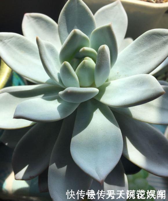 多肉|多肉徒长很好解决,照这几种方式来,状态差一点,至少不徒长