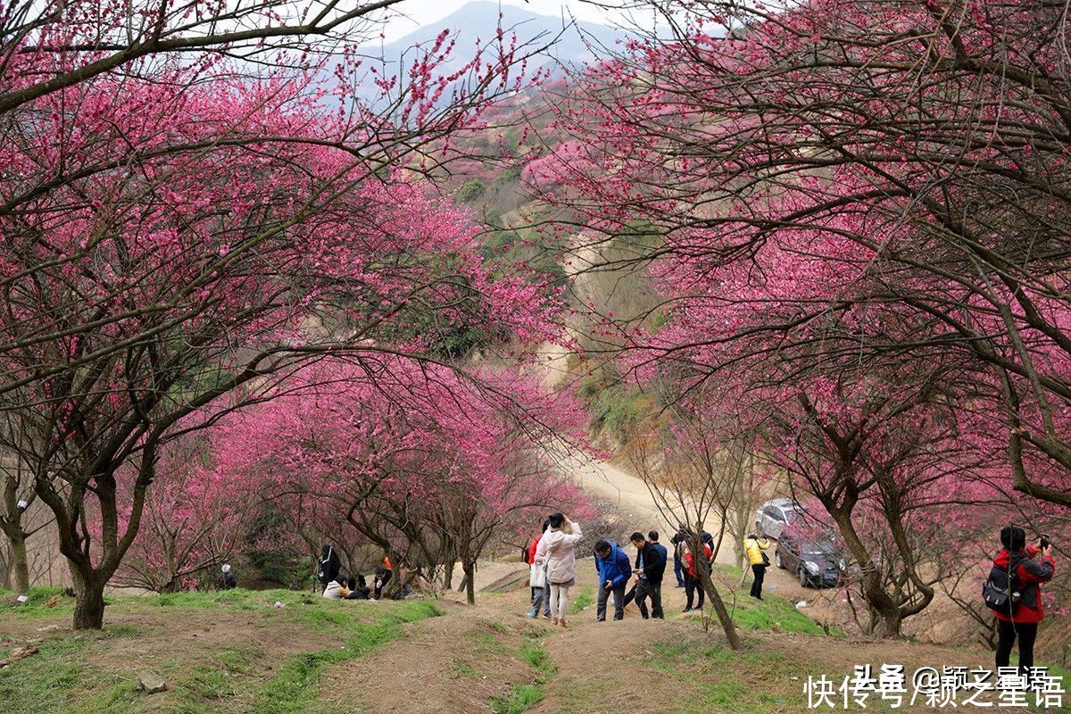 宁波第一免费赏梅地，梅开成海，春节打卡地