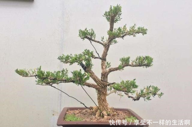 要想黄杨盆景美,春季如何施肥还要注意哪些管理!