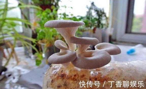 油菜|5种减肥常吃的蔬菜,在室内也能种,随摘随吃好方便