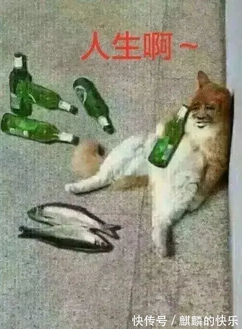 |知道为什么老实人容易被骗吗?|每日搞笑段子