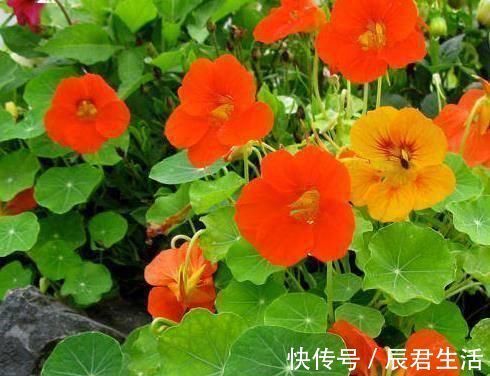 “2种花”往家里养,阳台摆2盆,一年有200多天在开花,太美了