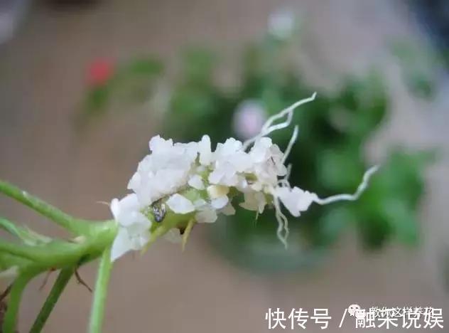 1把沙子撒盆里,土不板结根不烂,叶不黄小飞虫也没了!