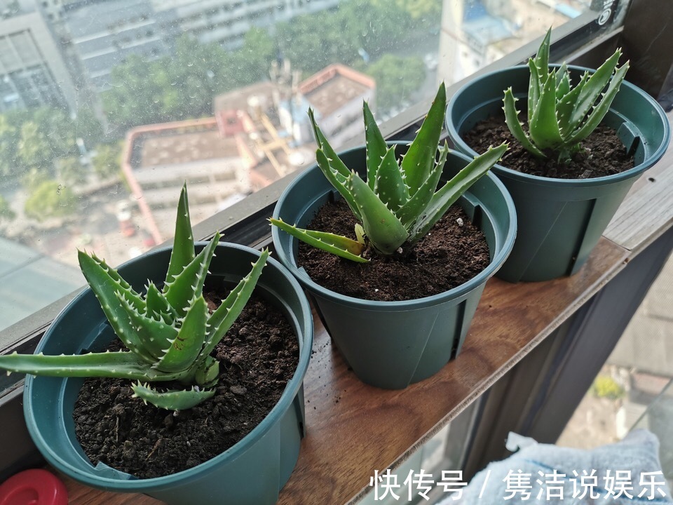 叶子|芦荟很常见，夏天3种“错误”浇水方法，容易叶子水化、根系腐烂