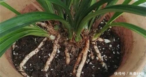 什么松针土、腐叶土都不如这种土,土壤疏松又肥沃,养啥都爆盆!