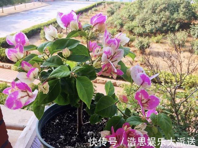 阳台上|三角梅在花期“开花少”，将“4点”把握好，开花99朵，变花树！