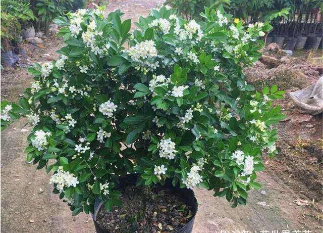 生活环境|这3棵树穷也要养,院中来1棵,香飘满室安神养人,比名牌香水还好