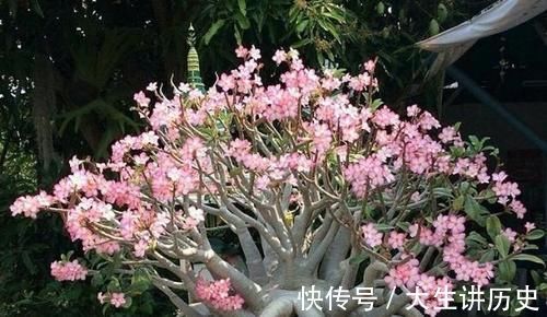 养花若有养此“2种花”，那么可别太惯着，“贱养”才能养爆盆