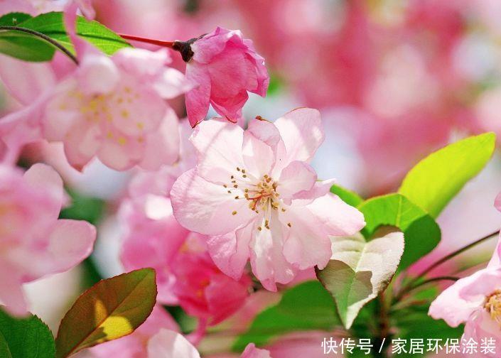 养花试试此几款，全年开花不停，人见人爱，开花一茬茬