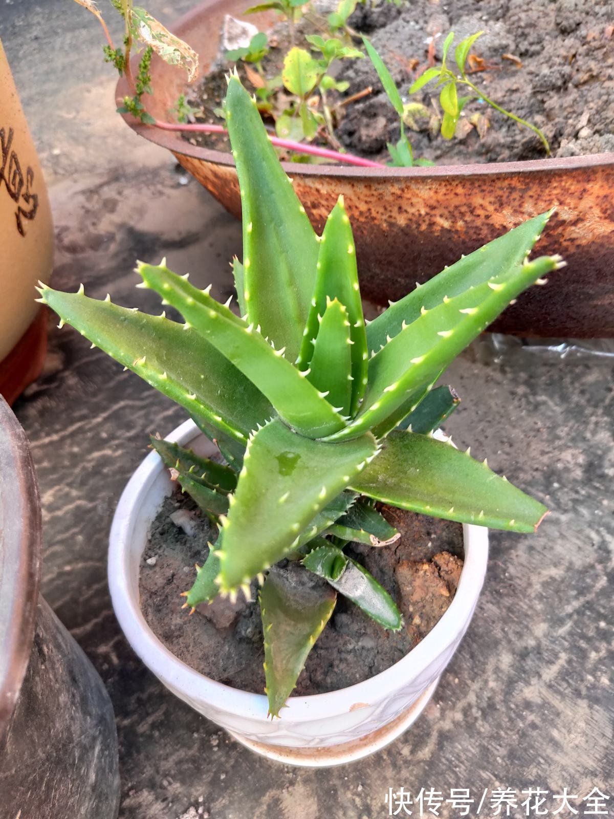 30种观叶植物,能观赏也净化空气,总有一种你养过