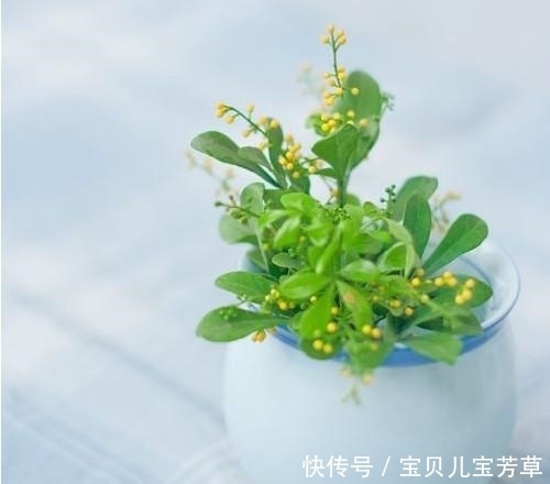 植株|生活可以绿色有情调，卧室养花种草这样摆放，简直秀翻朋友圈了