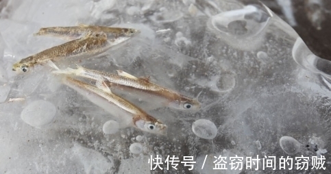 俄罗斯|冬季俄罗斯小哥在结冰湖面凿了个大洞,结果水面堆满了数千条鱼!