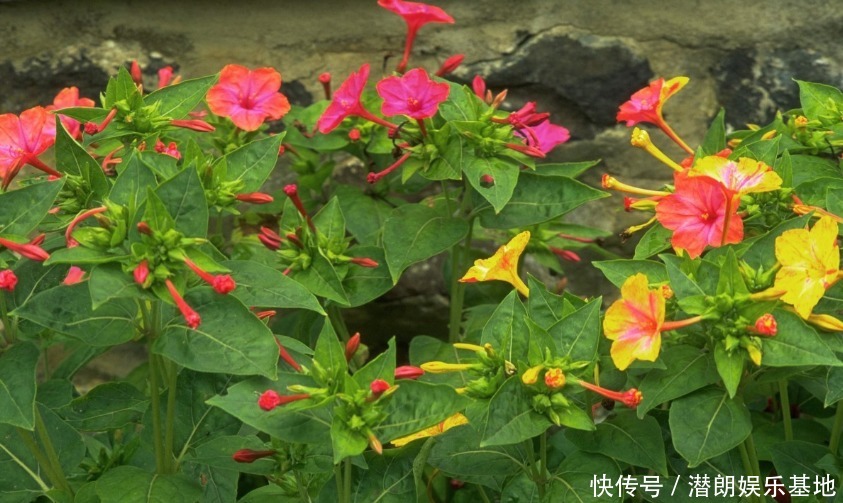 功效|农村野花“老婆忙”,药用价值非常高,有祛斑功效女孩最喜欢!