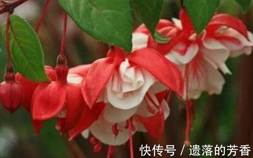 新手|此款花草适合新手养殖,花开媲美玫瑰,花朵姿态万千,美