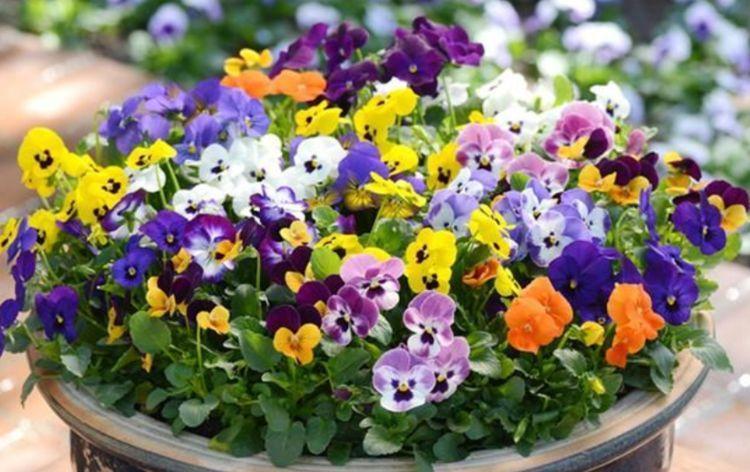 家里养这几款植物，养护简单，花期还很长，花香飘满屋！