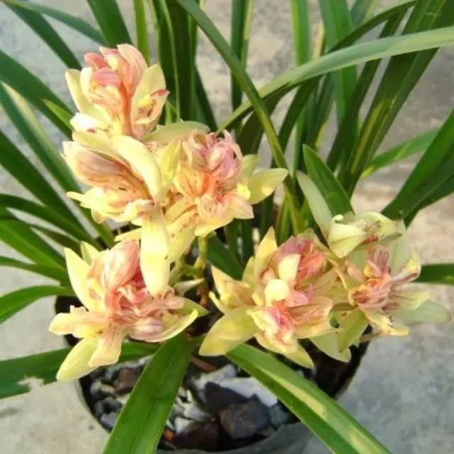 此兰花层层叠叠，花香淡雅，花型饱满，花色艳丽，花期长