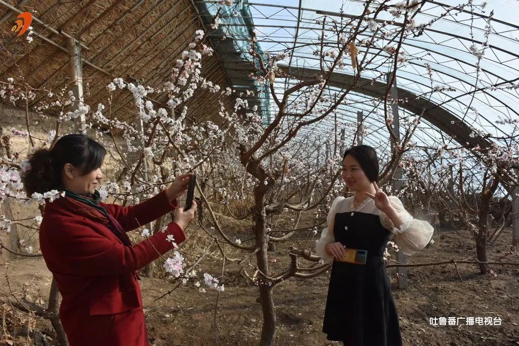 老年|吐鲁番大棚杏花喜迎春