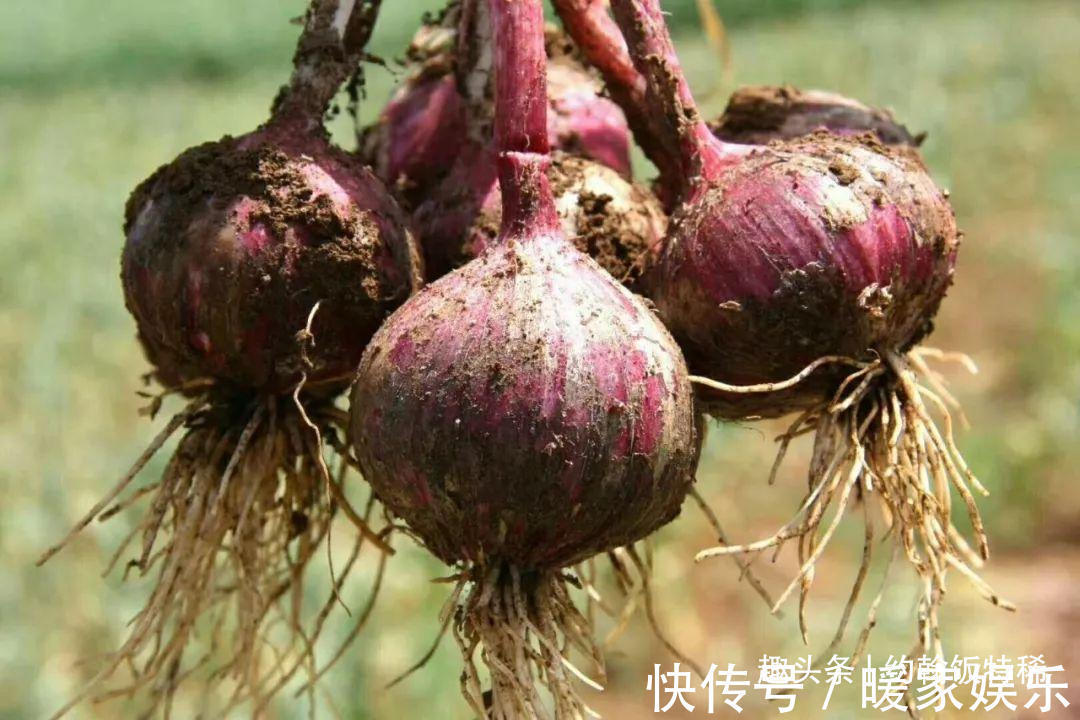 独头蒜|5种“土里长出的青霉素”,一周吃两回,杀菌又消炎,家人身体好
