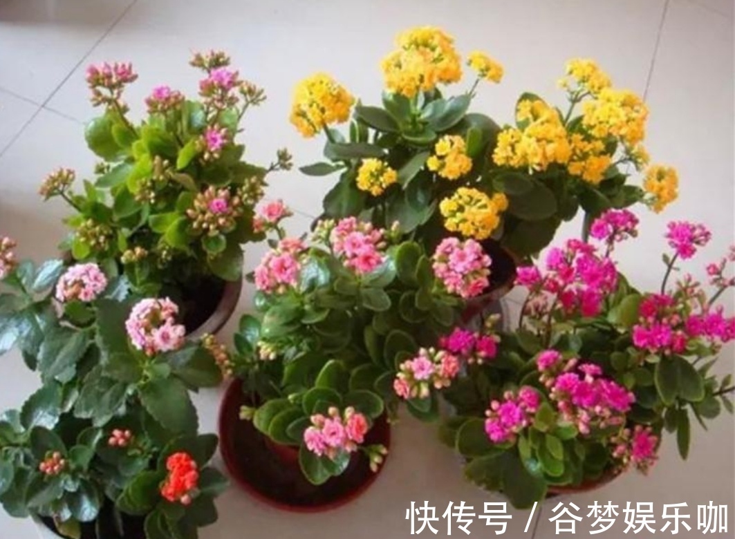 6月养长寿花,讲究“3少1多”,做到这几点,长得旺状态好