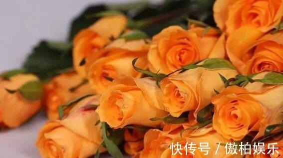 家养养玫瑰选“假日公主”花“橙子色”身不带刺,养上超值!