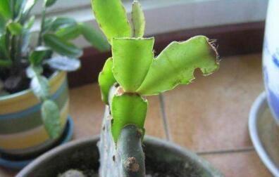 家庭养蟹爪兰，一个“小窍门”，不怕热，不怕冷，一年到头都开花