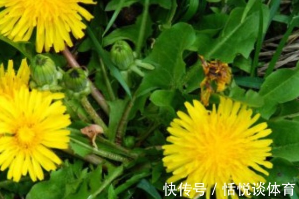 泡水|农村不起眼的三种野草泡水喝,清热降火排肝毒,就看你能不能找到