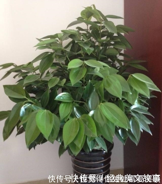 植物|4种花，大户人家养的多，个个四季常青寓意好