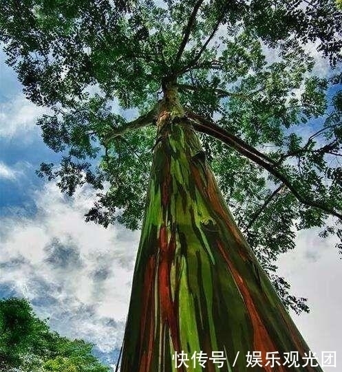 沦陷|全世界最美的10棵树，最后一棵美了一千多年，只需一眼便沦陷