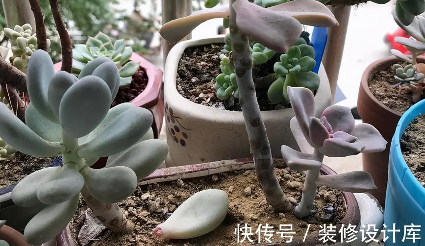 盆栽|这4种“直立桩”多肉,美到爆,盆栽清新脱俗、别有韵味