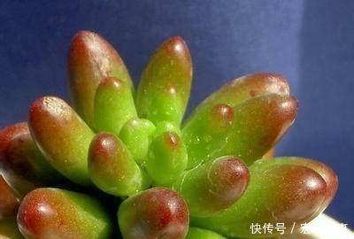 蹭蹭|养多肉不会浇水 学会正确的浇水方法, 让你的多肉蹭蹭长爆盆!