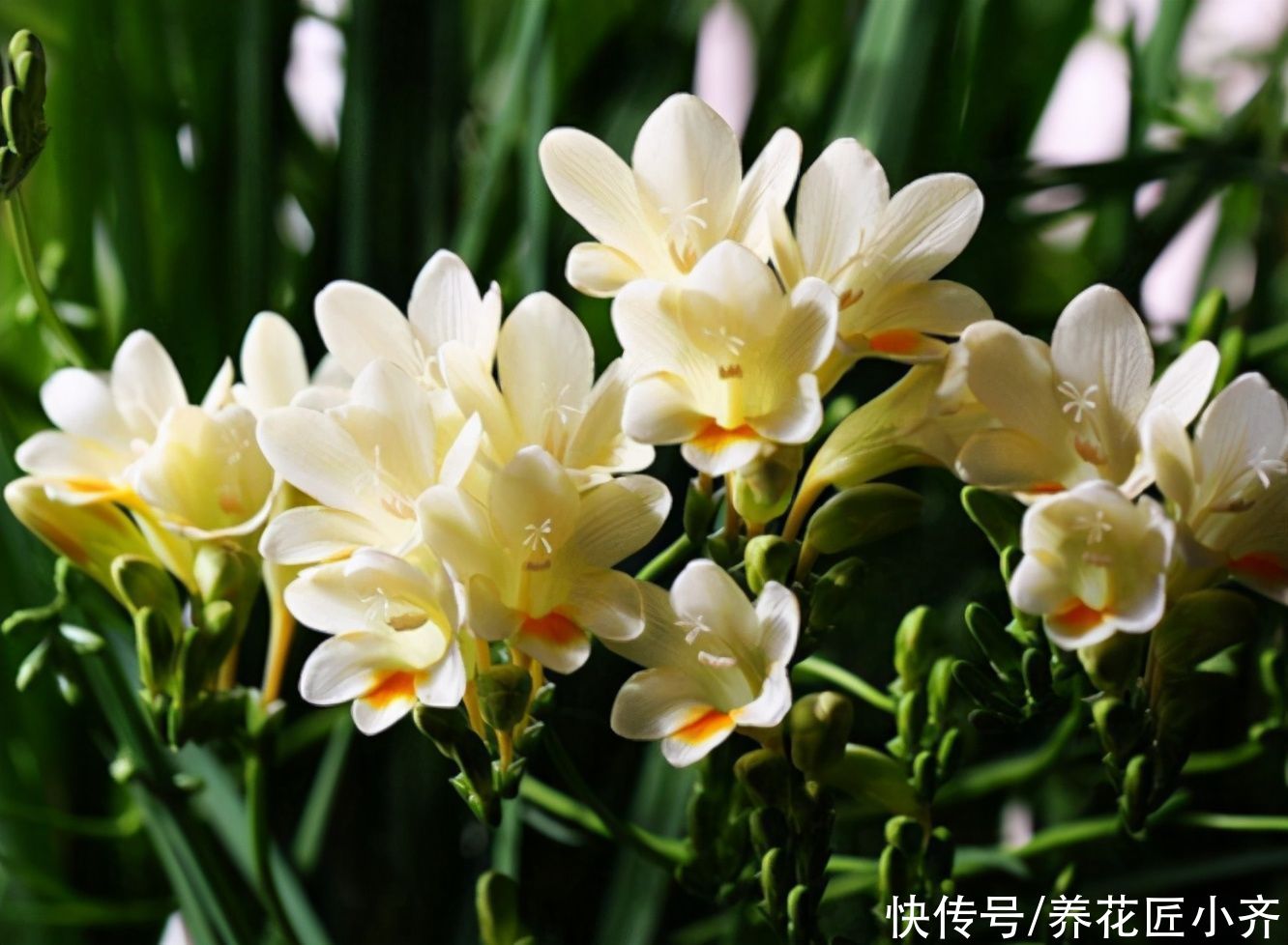养花|你拿香水喷过房间吗？喜欢养花会种这2种花，开花香味比香水好闻