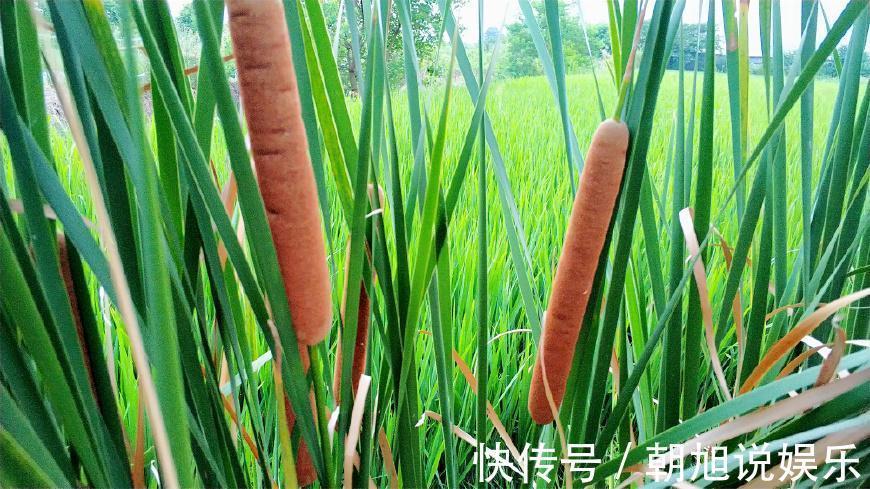 农村|农村田边的“香肠”,过去农民见到就砍,如今30一斤成稀罕野菜