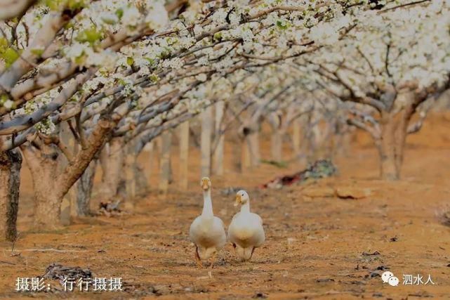 快乐老家：难忘醉美泗水梨园春