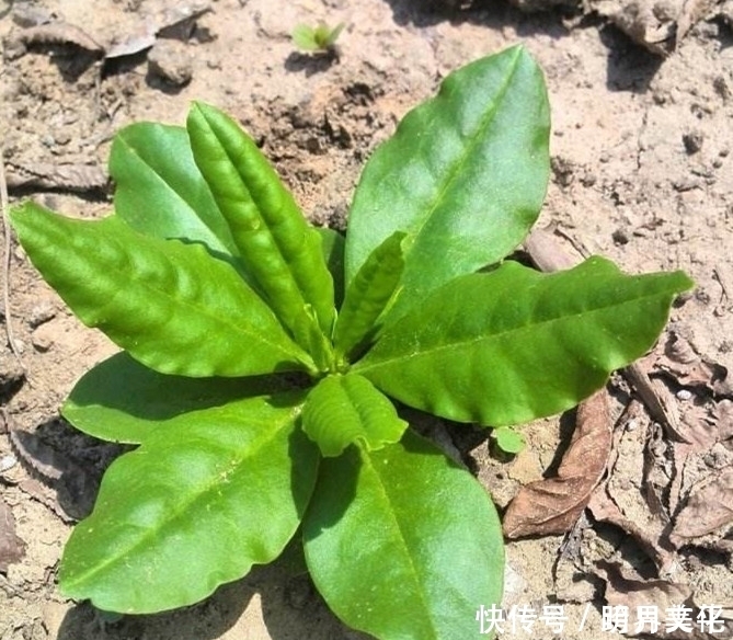 治疗|农村生长的这种常见草本植物，不耐寒冷，却有治疗盗汗的功效