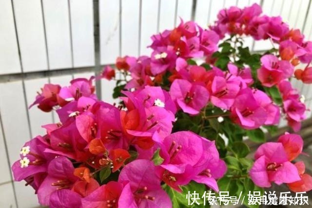 阳性|4种最耐晒的花,越晒花越多,夏季也不怕,家里有院子的可别错过!