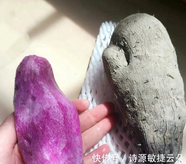 紫色|被称为“月子参”的紫色山药,江西人坐月子常吃,外地人很少知道!