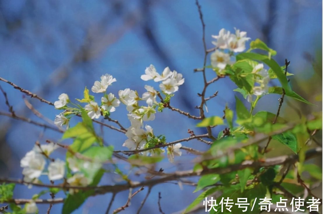 武大樱花|地球气候要大变？武大樱花反季节开放，今年注定是个“暖冬”吗？