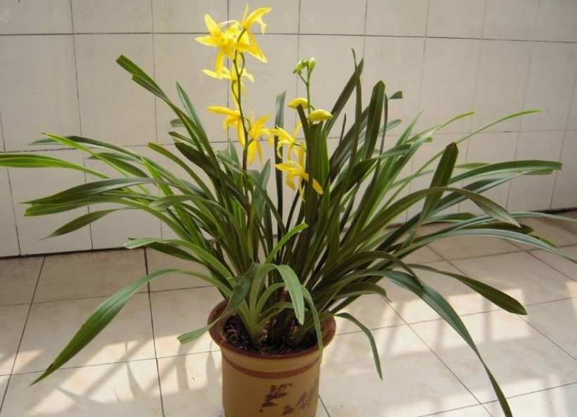 家中兰花如何“分盆”呢学会三个小方法,枝叶繁绿生根快!