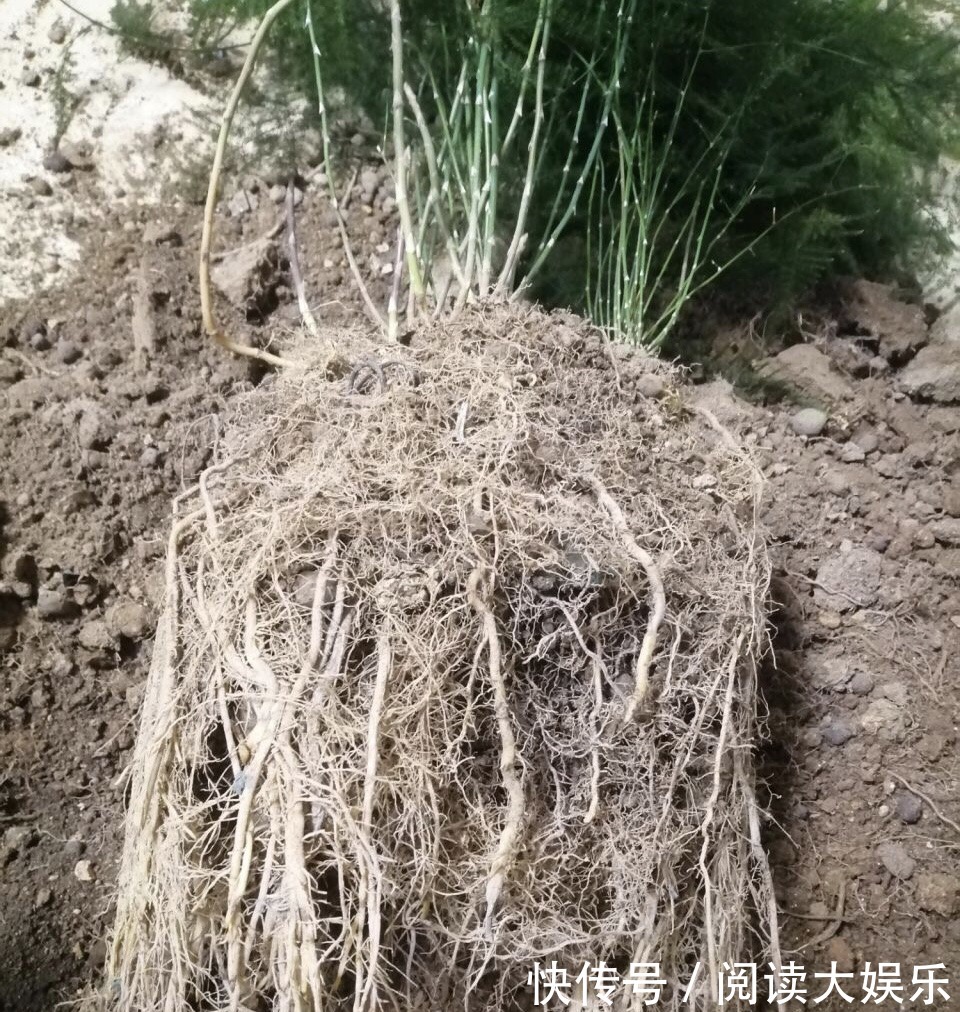 5种花“专吃土”,砸开花盆全是“大块根”,正确方法