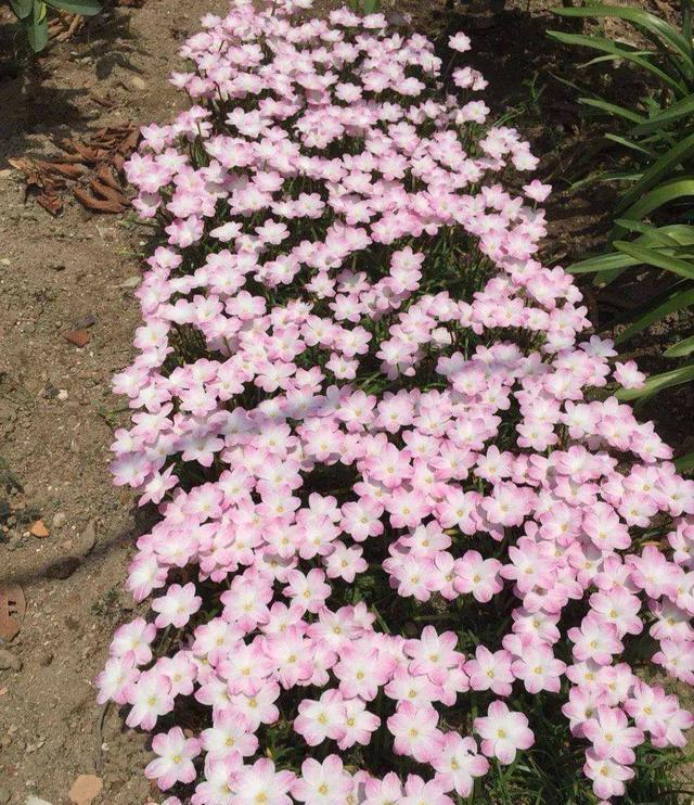 开成“红毯”的4种花,撒把种子开花十几年,邻居见了都眼馋