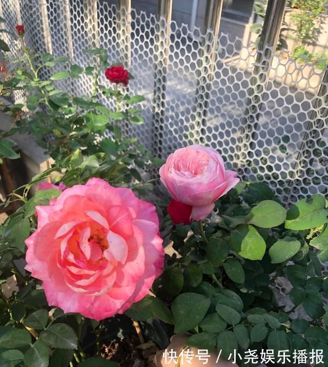 阳台|此款阳台盆栽花,漂亮似牡丹,花开一整年,养护简单,很值得栽培