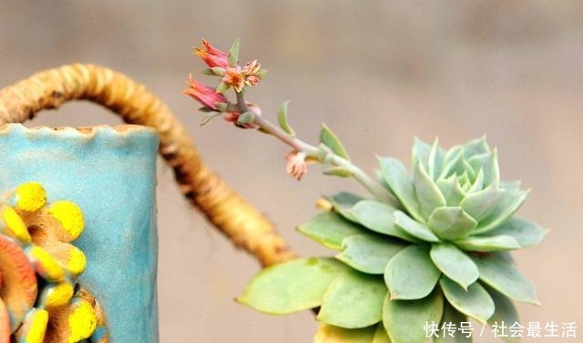 多肉植物四季浇水口诀,照着养,想养死都难!