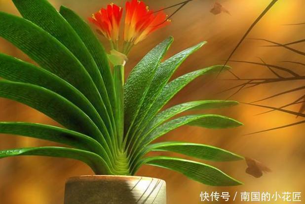 花盆|君子兰有什么花语和寓意，她又该怎么换盆呢？