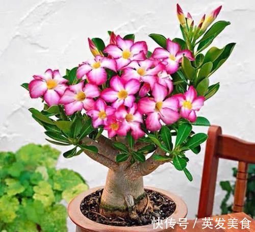 浇水|最适合懒人养的5种花,省心又好养,偶尔浇浇水就可以活