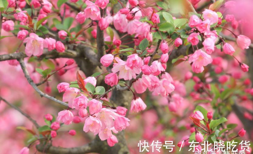 六种“长寿花”,越老越值钱,花开富贵,越养越精贵