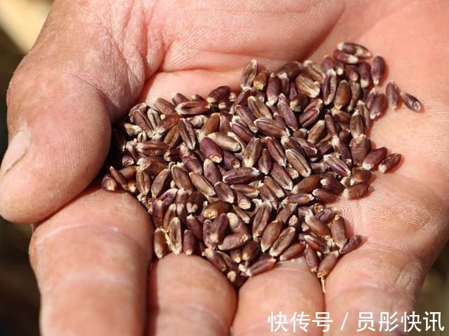 黑豆豆腐|它是预防三高的首选,也是糖尿病朋友的优选食品,补肝益肾好处多