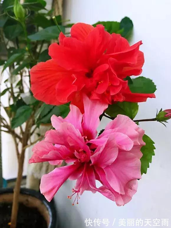 4种花一开就300多天，根本停不下来，被称为开花机器